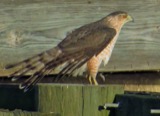 A photograph of the species Accipiter cooperii, not of this specimen