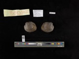 A photograph of the species Cyclonaias pustulosa, not of this specimen