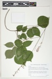 A photograph of the species Desmodium glutinosum, not of this specimen