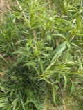 A photograph of the species Coreopsis tripteris, not of this specimen