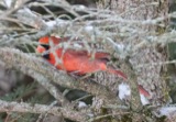 A photograph of the species Cardinalis cardinalis, not of this specimen