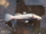 A photograph of the species Ameiurus nebulosus, not of this specimen