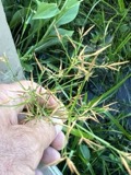 A photograph of the species Rhynchospora corniculata, not of this specimen