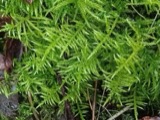 A photograph of the species Cirriphyllum piliferum, not of this specimen