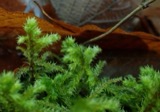 A photograph of the species Rhytidiadelphus triquetrus, not of this specimen