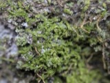 A photograph of the species Cololejeunea biddlecomiae, not of this specimen