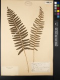 A photograph of the species Aspidium acrostichoides, not of this specimen