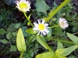 A photograph of the species Erigeron annuus, not of this specimen