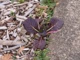 A photograph of the species Brassica juncea, not of this specimen