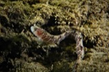 A photograph of the species Pholis gunnellus, not of this specimen