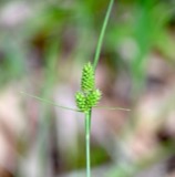 A photograph of the species Carex complanata, not of this specimen