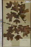 A photograph of the species Quercus minor, not of this specimen
