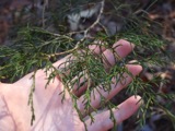 A photograph of the species Juniperus virginiana, not of this specimen