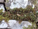 A photograph of the species Polytrichum piliferum, not of this specimen