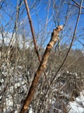 A photograph of the species Toxicodendron vernix, not of this specimen