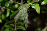 A photograph of the species Usnea trichodea, not of this specimen