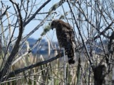 A photograph of the species Buteo lineatus, not of this specimen