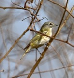 A photograph of the species Vireo solitarius, not of this specimen