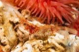 A photograph of the species Pandalus montagui, not of this specimen