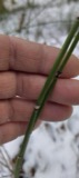 A photograph of the species Equisetum hyemale, not of this specimen