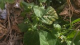 A photograph of the species Solanum americanum, not of this specimen