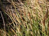 A photograph of the species Carex stricta, not of this specimen