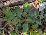 A photograph of the species Zizia aurea, not of this specimen