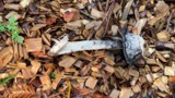 A photograph of the species Coprinus Pers., not of this specimen