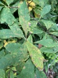 A photograph of the species Cylindrosporium Grev., not of this specimen