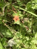 A photograph of the species Lysimachia arvensis, not of this specimen