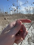 A photograph of the species Alisma triviale, not of this specimen