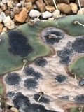 A photograph of the species Phyllosticta Pers., not of this specimen