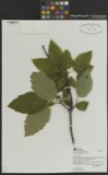 A photograph of the species Viburnum alnifolium, not of this specimen