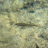 A photograph of the species Chrosomus erythrogaster, not of this specimen