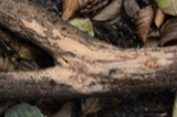 A photograph of the species Dichostereum effuscatum, not of this specimen
