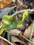 A photograph of the species Hepatica Mill., not of this specimen