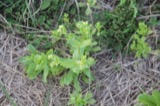 A photograph of the species Valerianella radiata, not of this specimen