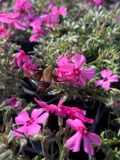 A photograph of the species Hemaris thysbe, not of this specimen