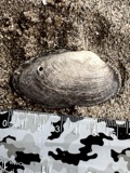 A photograph of the species Anodontoides ferussacianus, not of this specimen