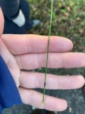 A photograph of the species Equisetum variegatum, not of this specimen