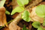 A photograph of the species Puccinia violae, not of this specimen