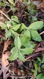 A photograph of the species Saponaria officinalis, not of this specimen