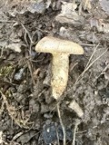A photograph of the species Lactarius pyrogalus, not of this specimen