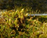 A photograph of the species Orthotrichum strangulatum, not of this specimen