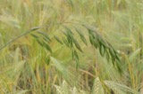 A photograph of the species Bromus secalinus, not of this specimen