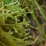 A photograph of the species Helodium paludosum, not of this specimen