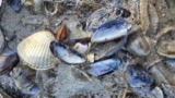 A photograph of the species Mytilus edulis, not of this specimen