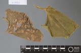 A photograph of the species Alternaria cucumerina, not of this specimen