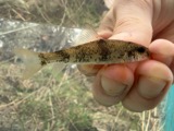 A photograph of the species Moxostoma breviceps, not of this specimen