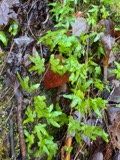 A photograph of the species Lygodium palmatum, not of this specimen